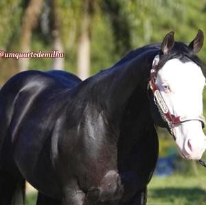 Meet your Posher, Antonio